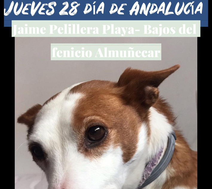 El próximo Día de Andalucía se celebra en Almuñécar una paella solidaria a beneficio de APAMA